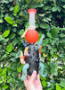 Cheech Limited Edition Puff The Magical Pumpkin Glass Water Pipe/Dab Rig