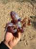 Izzy The Glassblower Amber Purple Galaxy Octopus Heady Glass Water Pipe/Dab Rig