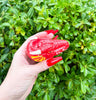 Red Dragon Ceramic Hand Pipe