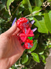 Cherry Bow Glass Hand Pipe